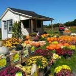 Fall harvest